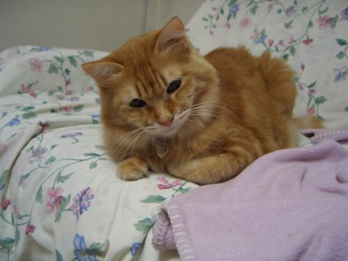 お気に入り0027a