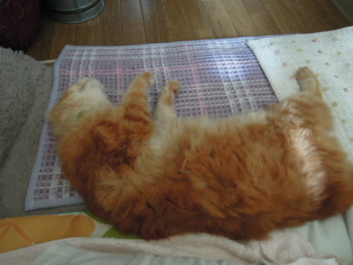 DSCN2967 - コピー